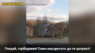 Магаре показва любов към плакат на ПП "ГЕРБ" (видео)