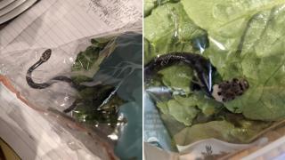 Семейство откри жива отровна змия в пакетирана маруля, купена от голяма хранителна верига (снимки)