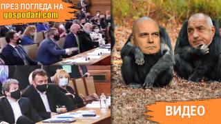 Кой ще бъде новият Алфа-мъжкар в парламентарната джунгла (видео)
