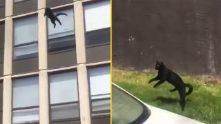 Котка страда от рядко заболяване, което я кара да трупа мускулна маса (снимка)