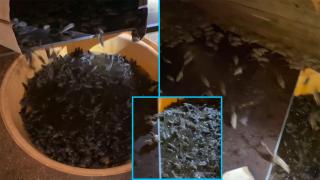 Хиляди мишки пъплят из товарен контейнер във ферма в Австралия (видео)