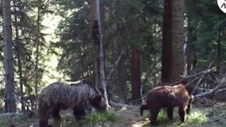 Заснеха уникални кадри с мечки в Родопите (видео)