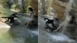 Жена се вмъкна в клетката на маймуни, за да ги храни и бе уволнена от службата си (видео)