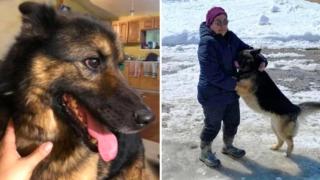 Изгубено куче измина 70 км през ледената тундра, за да намери хората си (снимки)