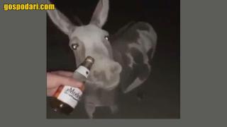 Момчета опитват да напият магаре и то отвръща на удара (видео)