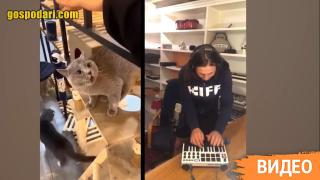 Диджей направи песен с котка (видео)