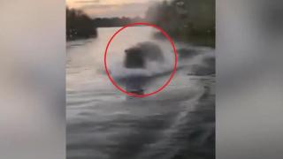 Разярен хипопотам преследва лодка с туристи (видео)