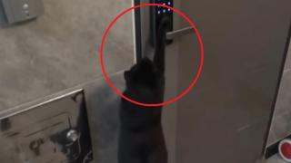 Котка влиза всеки ден сама в апартамента на съседи, като въвежда кода за вратата (видео)
