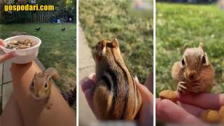 Катерица се сприятелява с момиче (видео)