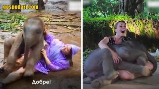 Палави, но непохватни слонове се забавляват (видео)
