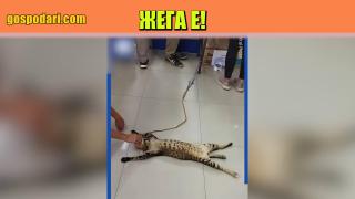 Коте се изморява от жегата и заспива по средата на магазин (видео)