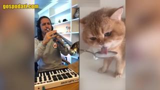 Нов котешки ремикс взриви мрежата (видео)