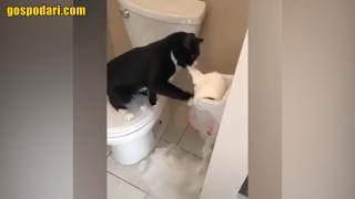 Котки рушат всичко по пътя си (видео)