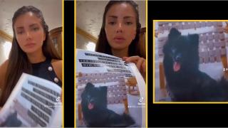 Собственичката на изгубено кученце се обърна за помощ към "Господарите" (видео)