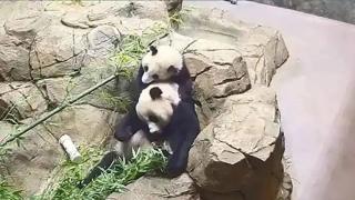 Очарователно бебе панда играе с майка си (видео)
