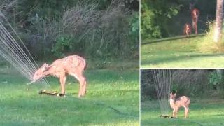 Отровени са 9 сърни в благоевградския зоопарк