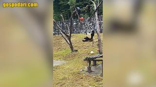 Непознат вид голяма панда е обитавал българските земи преди 6 милиона години