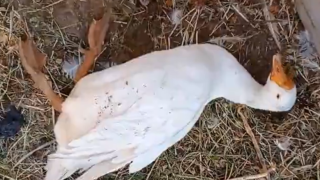 Мъж направи ликьор от череши и даде на гъските си ферментиралите плодове (видео)