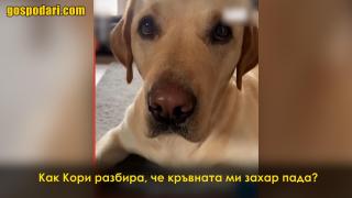Куче-асистент предупреждава стопанката си, че има ниска кръвна захар (видео)