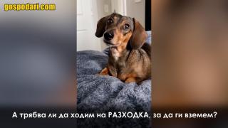 Жена „говори по телефона“   с любимите думи на кучето си, реакцията му е уникална (видео)