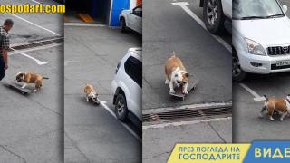 Булдог демонстрира умения със скейтборд (видео)