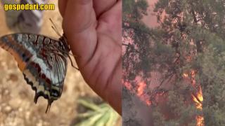 Пеперуда пие вода от дланта на пожарникар в Бодрум (видео)