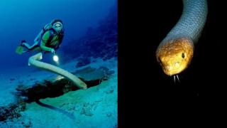 Отровен вид морски змии атакуват водолази заради... желание за секс (снимки)