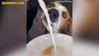 Koи са най-умните породи кучета?