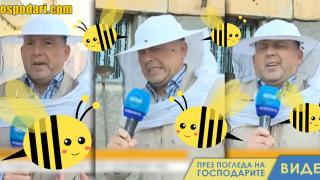 Рояк пчели нажили Румен Бахов, но пък репортажчето му се получи (видео)