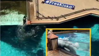 "Най-самотната косатка в света" умишлено се самонаранява, удряйки глава в стените на ограждението си (видео и снимки)