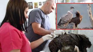 Дариха двойка картали на зоологическата градина в София, като част от усилията за завръщане на вида