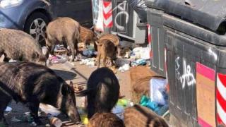 Нашествие на глигани в Рим е основна тема в кампанията за местните избори (видео)