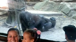 Горили в зоопарка в Бронкс шокираха посетителите с орален секс (видео)