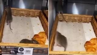 Плъхове пълзят по кроасани в голям супермаркет във Великобритания (снимки и видео)