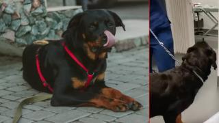 Куче повърна секс играчка по време на преглед при ветеринар (видео)