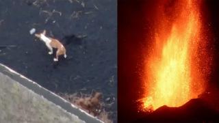 Дронове спускат храна на заклещени от лавата на вулкана в Ла Палма кучета (видео и снимки)