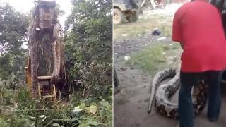 Работници отместиха с кран най-голямата змия в света (видео и снимки)