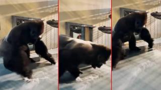 Горила танцува брейк във вайръл видео