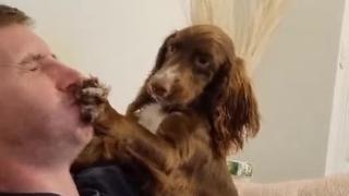 Кокер шпаньол слага лапа на устата на своя собственик при всяко кихане (видео)