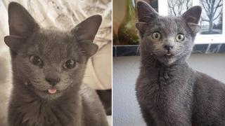 Коте е без очи и със счупена челюст след жесток побой, събират пари за операция