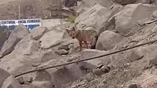 Домашно куче, което убива патици и кокошки, се оказа лисица (снимки)