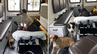 Лоялни кучета се качват в линейка, за да последват припадналия си собственик до болницата (снимки)