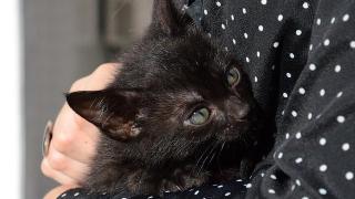 Всички котки имат елемент на "психопатия", смятат учени