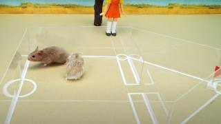 Пресъздадоха хитовия сериал "Squid Game" с хамстери (видео)