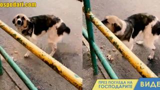 Куче танцува по-добре от националите ни по футбол в събота вечер (видео)