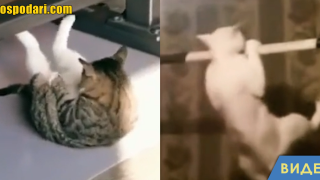 Вижте как котки правят фитнес упражнения (видео)