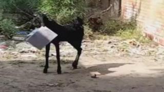 Коза нахлу в държавен офис и открадна важни документи (видео)