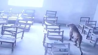 Леопард нахлу в класна стая в Индия и рани ученик (видео)