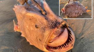 Зловещо морско създание  изплува от океана край Сан Диего (снимки)