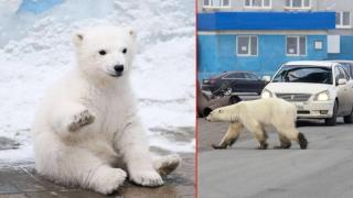 Еколози: Ледовете ще спасят арктическите села от набези на бели мечки